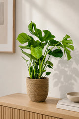 Monstera deliciosa