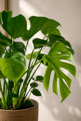 Monstera deliciosa