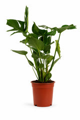 Monstera deliciosa