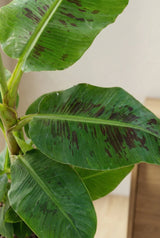 Musa 'Dwarf Cavendish' - Zwergbanane Ø:21 H:95 cm Finestgreen