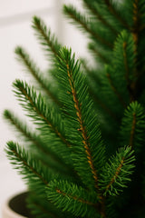 Picea Glauca December - Zwergfichte Finestgreen