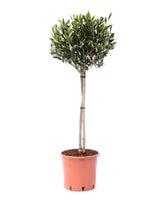 Olivenbaum auf Stamm (Olea europaea) im Kulturtopf Ø 22 cm, ca. 100 cm hoch – freigestellt
