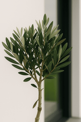 Olivenbaum Ø:14 H:50 cm