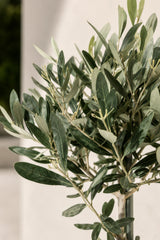Olivenbaum