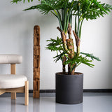 Max Black Washed Finestgreen || Abgebildete Größe: S