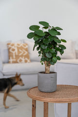 Charlie Mocha Washed Finestgreen