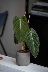 Charlie Mocha Washed Finestgreen