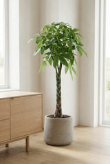 Pachira aquatica - Glückskastanie Ø:27 H:130 cm Finestgreen