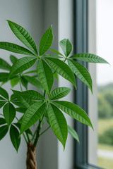 Pachira aquatica - Glückskastanie Ø:19 H:80 cm