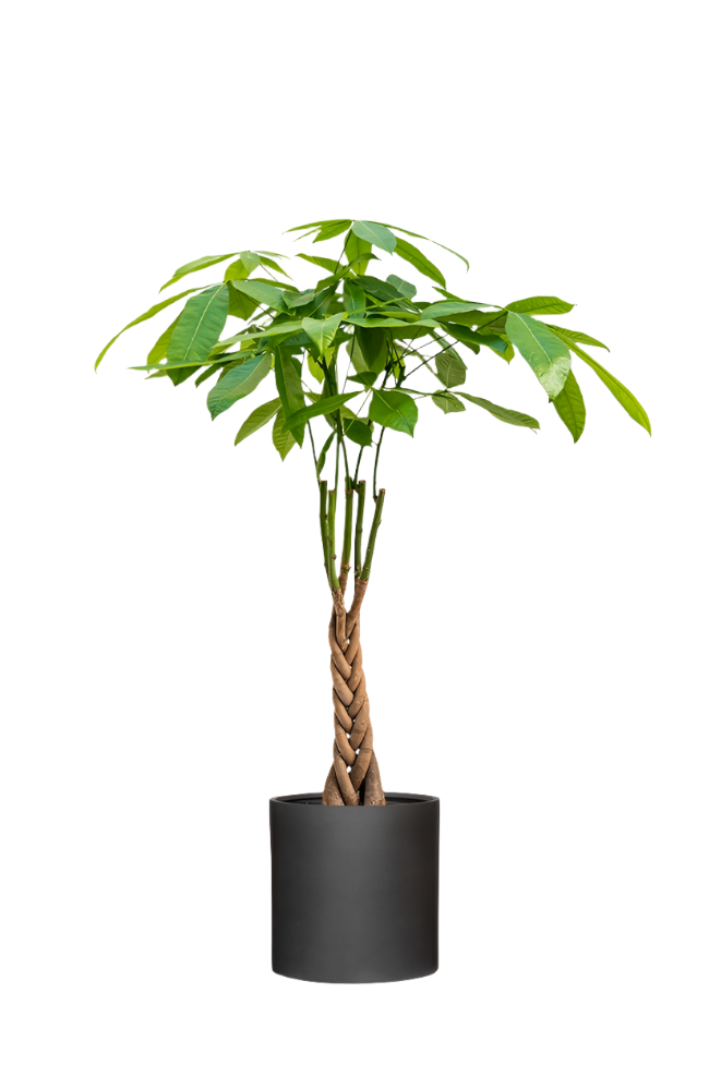 Glckspflanze Kastanie Pachira Aquatica Glckskastanie 70cm Hhe -  Geflochtene Zimmerpflanze Im 17cm Topf