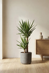 Palmlilie - Yucca Ø:21 H:100 cm Finestgreen