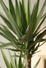 Palmlilie - Yucca Ø:21 H:100 cm Finestgreen