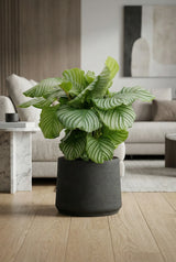 Patt Black Washed Finestgreen