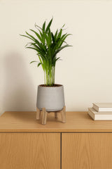 Areca - Goldfruchtpalme Ø:12 H:40 cm