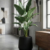 Patt Fiberstone Schwarz Finestgreen