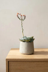 Patt Grey Washed Finestgreen