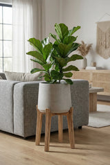 Patt Grey Washed Feet High Finestgreen