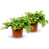 Two Peperomia rotundifolia plants in small pots, showcasing glossy leaves and a vibrant green color.