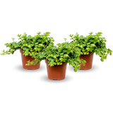 Three Peperomia rotundifolia plants in small pots arranged together on a wooden surface, showcasing their round leaves.