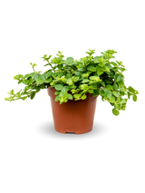 Zwergpfeffer (Peperomia rotundifolia) im Kulturtopf Ø 10 cm, ca. 15 cm hoch – freigestellt