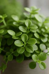 Peperomia rotundifolia 3er Set