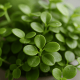 Two Peperomia rotundifolia plants in small pots, showcasing their round, glossy leaves and vibrant green color.