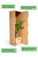 Coffea Arabica – Echte Kaffeepflanze Ø:12 H:25 cm Finestgreen