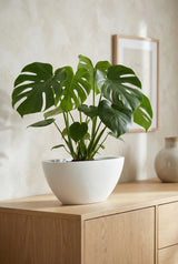 Dorant Matt Weiß Finestgreen