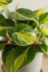 Philodendron Brasil - Herzblatt-Philodendron - Finestgreen