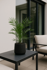 Phoenix Canariensis Ø:19 H:80 cm