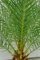 Phoenix Canariensis Ø:26 H:160 cm
