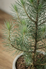 Pinus Pinea Silver Crest Finestgreen