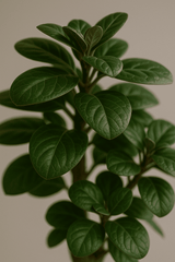 Polyscias Fabian Ø:17 H:65 cm