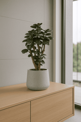 Polyscias Fabian Ø:17 H:65 cm