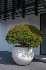 Jumbo Orb Ivory Washed - Finestgreen || Abgebildete Größe: S