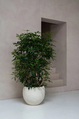 Jumbo Orb Ivory Washed - Finestgreen || Abgebildete Größe: XXS
