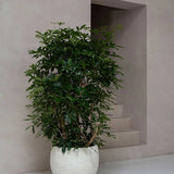 Jumbo Orb Ivory Washed - Finestgreen || Abgebildete Größe: XXS