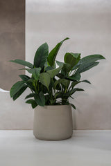 Jumbo Patt Grey Washed Finestgreen || Frost- & UV-beständig | geeignet für starke Wurzeln