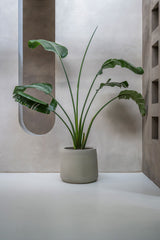 Jumbo Patt Grey Washed Finestgreen || Abgebildete Größe: XXS