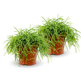 Rhipsalis Cashero 2er Set - Finestgreen