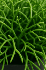 Rhipsalis Cashero 3er Set