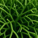 Rhipsalis Cashero 3er Set - Finestgreen