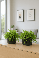 Rhipsalis Cashero 2er Set