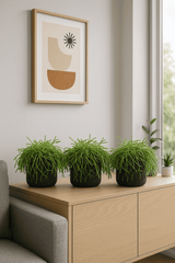 Rhipsalis Cashero 3er Set