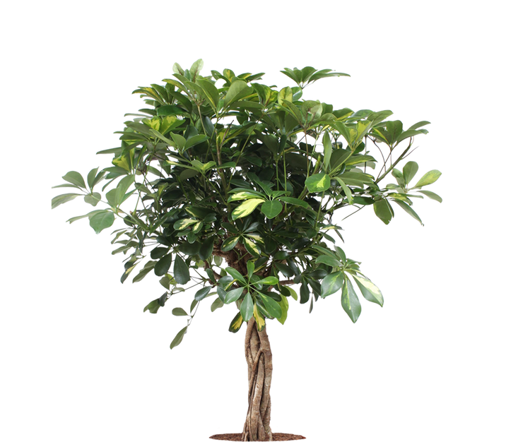 Schefflera Arboricola Gold Capella Ø:19 H:75 cm