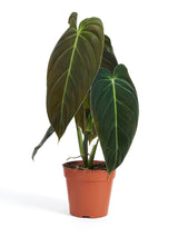 Schwarzgoldener Baumfreund (Philodendron melanochrysum) im Kulturtopf Ø 12 cm, ca. 35 cm hoch – freigestellt