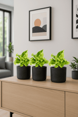 Scindapsus Marble Queen 3er Set