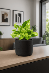 Scindapsus Marble Queen Ø:12 H:20 cm Finestgreen