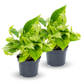 Scindapsus Marble Queen 2er Set Finestgreen