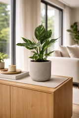 Spathiphyllum Diamond Ø:12 H:40 cm Finestgreen